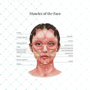 Muscles of the Face and Neck PNG | Botox & Filler Injector | Anatomy | Esthetician | Aesthetics | Dermatology | Medspa| Digital Download PNG