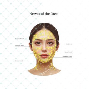 Nerve of The Face | Botox & Filler Injector | Aesthetic Practice | Anatomy | Esthetician | Veins Injector | Dermatology | Digital Download