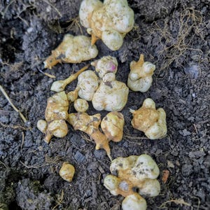 Jerusalem artichoke tubers