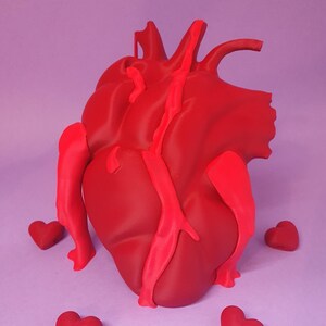 May include: A red anatomical heart model with attached vessels, and small red heart-shaped objects. The heart model is the focal point, set against a soft purple background, creating a Valentine's Day theme.