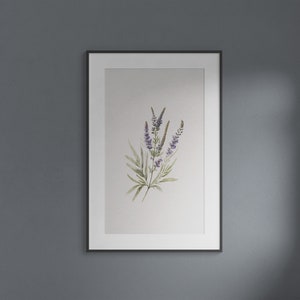 Study of Lavender - Museum Quality Print