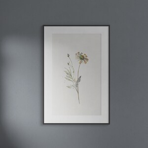 Study of Wildflowers - Museum Quality Print