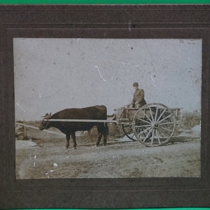 Antique 1890's Cabinet Photo of Man & Single Ox Pulling 2 Wheel Cart
