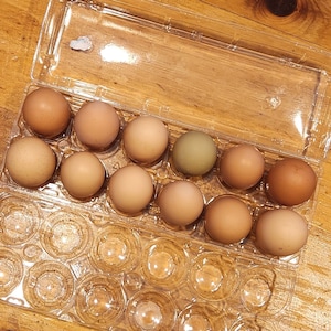 May include: A clear plastic egg carton holding a dozen eggs of varying colors. The eggs range from light tan to dark brown, with one green egg. The carton is on a wooden surface.