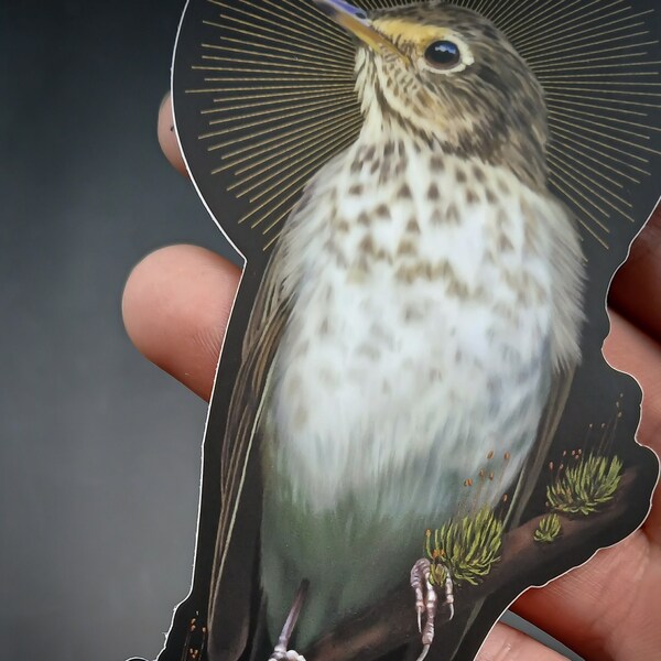 Swainson's Thrush Vinyl Sticker | dark moody, witchy bird art bird hag