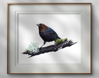 Cowbird Art Print | Moss and Lichen | Realistic bird print | Bird Lover gift Ornithology bird hag