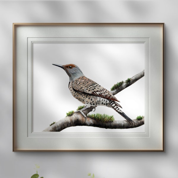 Northern Flicker Art Print / Pájaro y Botánico / Dibujo realista / Regalo amante de las aves Ornitología pájaro bruja