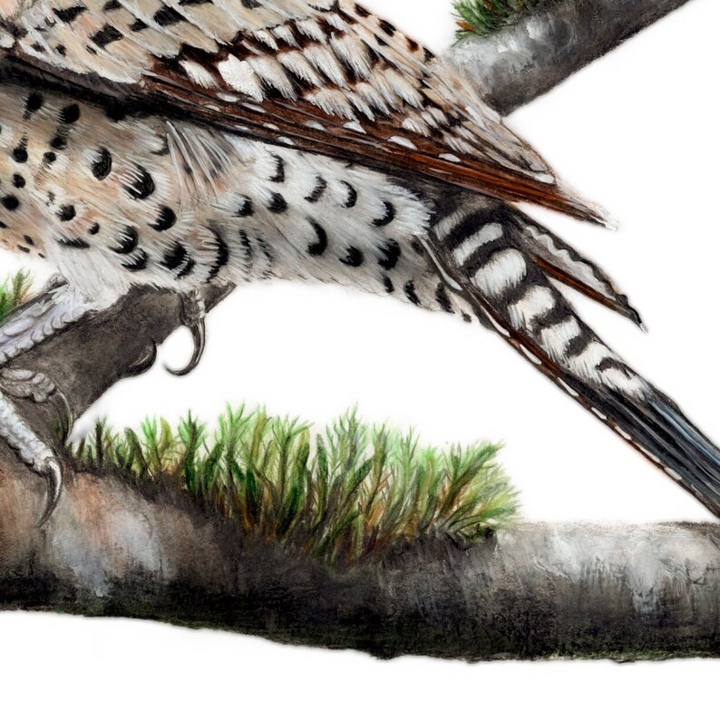 Northern Flicker Art Print Bird and Botanical Realistic Drawing Bird