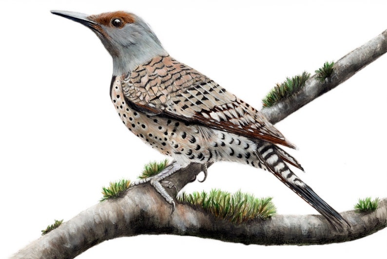 Northern Flicker Art Print Bird and Botanical Realistic Drawing Bird