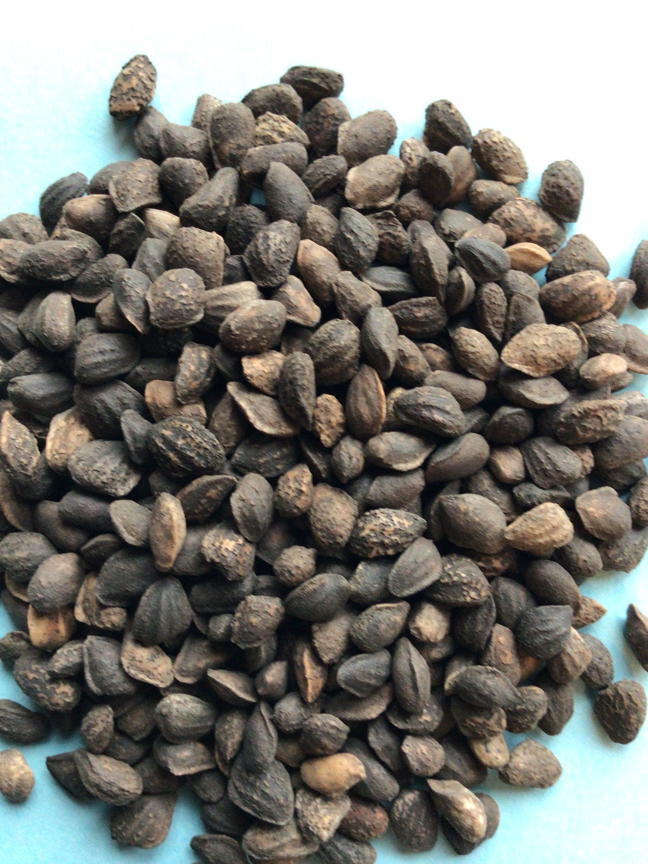 Loblolly Pine Seeds - Etsy