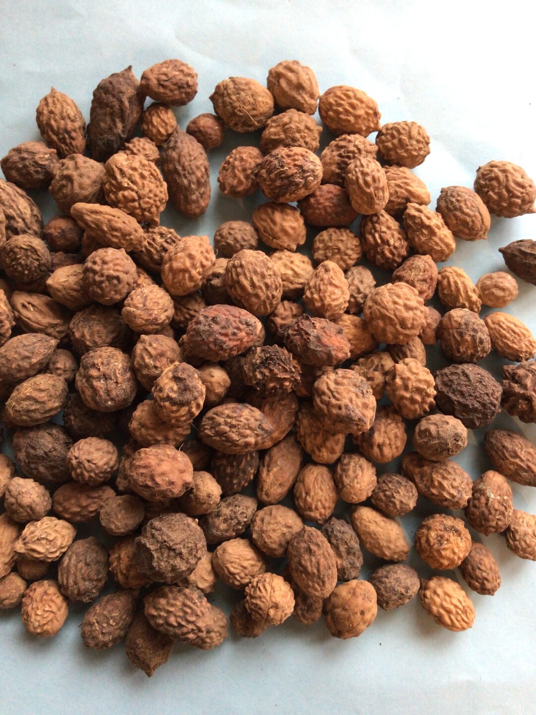 Jujube Chinese Date Tsao ziziphus Jujuba Etsy