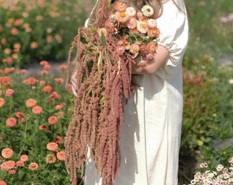 CORAL FOUNTAINS Amaranth 100 Flower Seeds US Grown