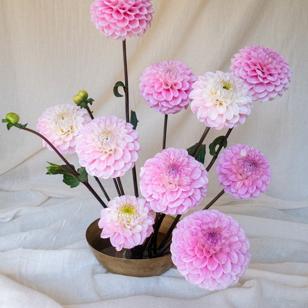 WIZARD Of OZ One Dahlia Tuber | Organically Grown in USA