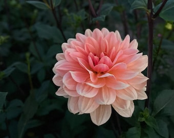 APRICOT DESIRE One Dahlia Tuber | Organically Grown in USA