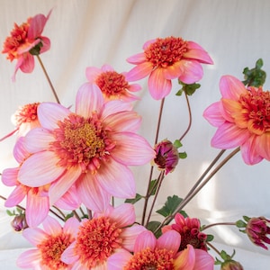 Puede incluir: Un ramo de flores de dalia rosa y naranja sobre un fondo blanco suave.