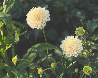 Livingston Seeds Catalogue | Flower