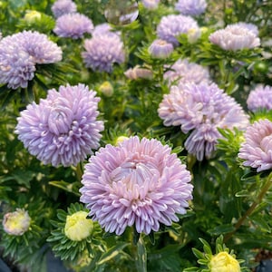 CHINA ASTER Lady Coral Lavender Flower 25 Seeds US Grown