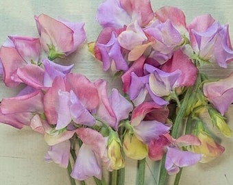 SWEET PEA Enchante Tricolor Beauty 10 Seeds