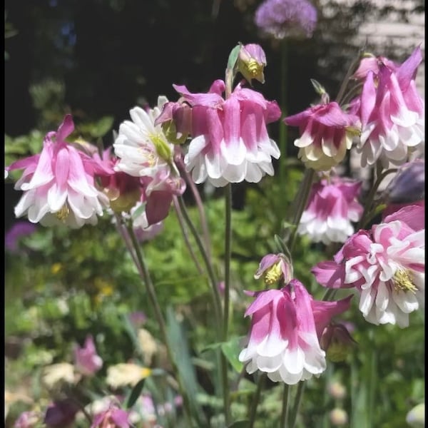 COLUMBINE Pink Petticoats 25 Flower Seeds