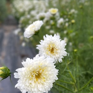 May include: Close-up of white cosmos flowers with yellow centers. The flowers are in bloom and have a soft, fluffy texture.