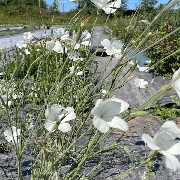 AGROSTEMMA CORN COCKLE "Ocean Pearls" 25 Flower Seeds