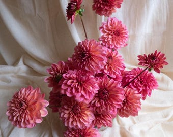 SALMON RUNNER Un tubercule de dahlia | Culture biologique aux États-Unis
