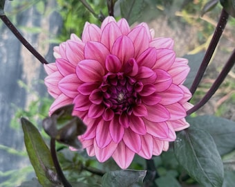 MOLLY RAVEN Dahlia Tuber | Organically Grown in USA