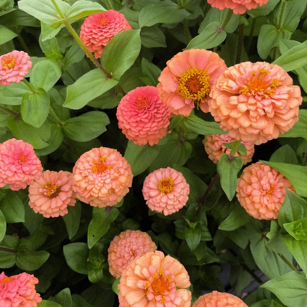 ZINNIA Oklahoma Salmon 25 Flower Seeds