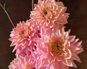 La Belle Époque Dahlia Tuber