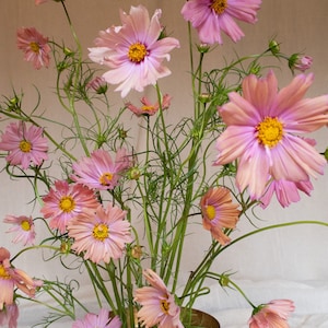 May include: A bouquet of pink cosmos flowers arranged in a brass bowl. The flowers are in various stages of bloom, with some fully open and others still in bud. The bowl is sitting on a white linen tablecloth.