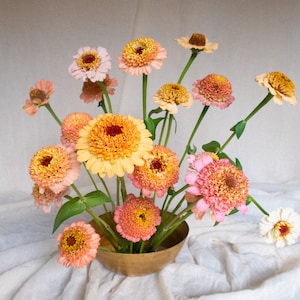 ZINNIA Zinderella Peach Double Flower 25 Flower Seeds