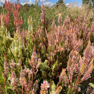 May include: A field of pink and green flowers with a blue sky and white clouds in the background.