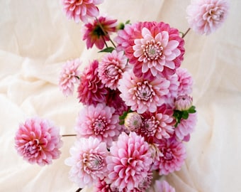 STRAWBERRY CREAM Dahlia Tuber | Organically Grown in USA