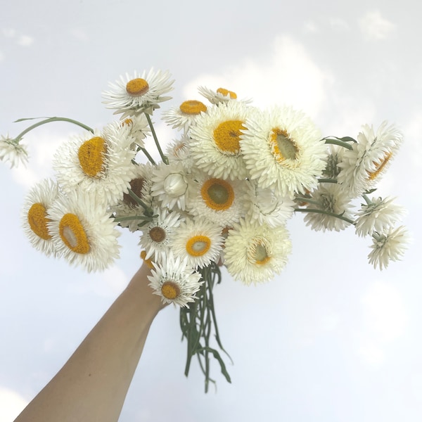 STRAWFLOWER Creamy White Everlasting Dried Flower 50 Seeds