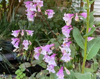 PENSTEMON Lilac Purple Beardtongue Perennial 100 Seeds