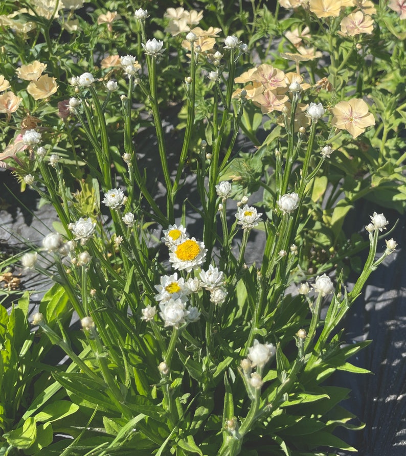 Bad Birdie Blooms Ammobium Winged Everlasting Seeds - Thumbnail 2