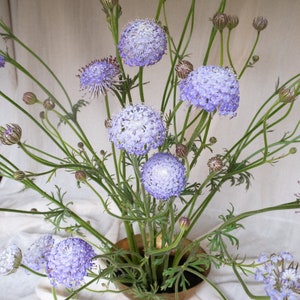 DIDISCUS Blue Lace Lacy Flower 25 Seeds