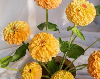 ZINNIA Queen Lemon Peach 25 Flower Seeds
