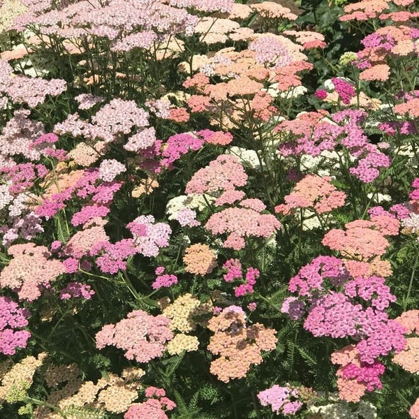 YARROW Summer Pastels Perennial Flower Seeds 35 Seeds Grown in USA