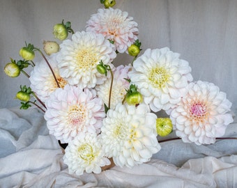 SWEET NATHALIE One Dahlia Tuber | Organically Grown in USA