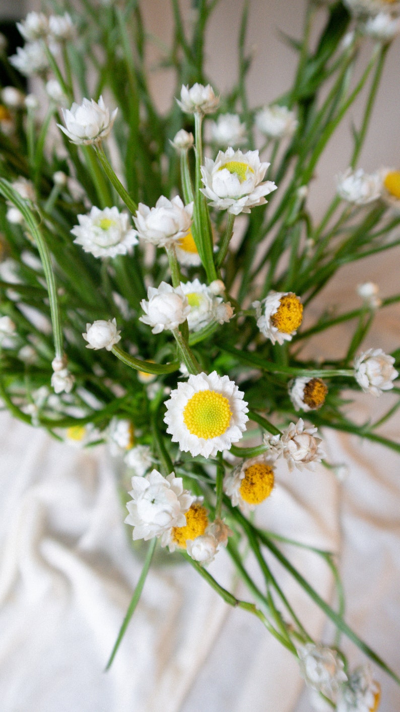Bad Birdie Blooms Ammobium Winged Everlasting Seeds - Thumbnail 4