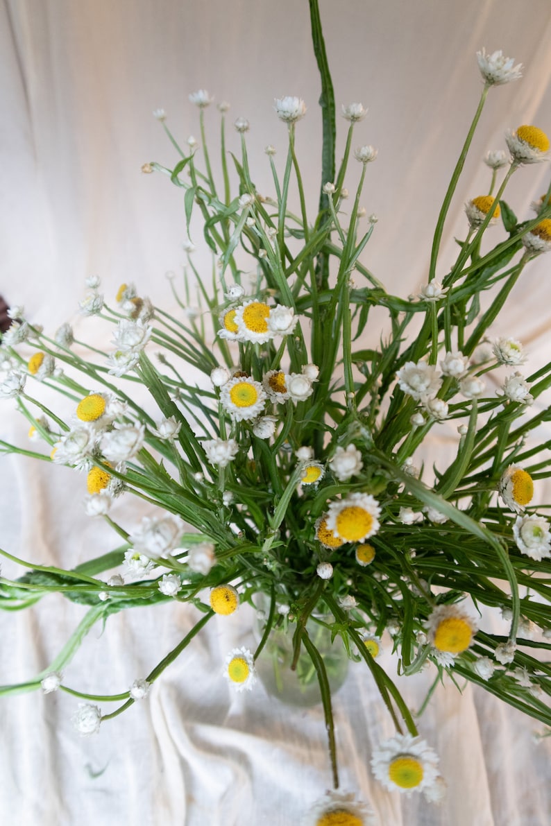 Bad Birdie Blooms Ammobium Winged Everlasting Seeds - Thumbnail 5
