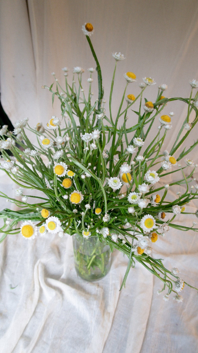 Bad Birdie Blooms Ammobium Winged Everlasting Seeds - Thumbnail 3