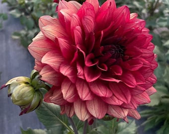 MISSIS MILEY Dahlia Tuber | Organically Grown in USA