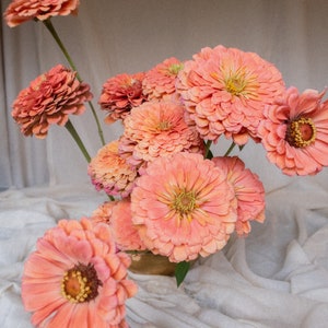 May include: A bouquet of pink and peach zinnias arranged in a vase. The flowers are in various stages of bloom, with some fully open and others still in bud.