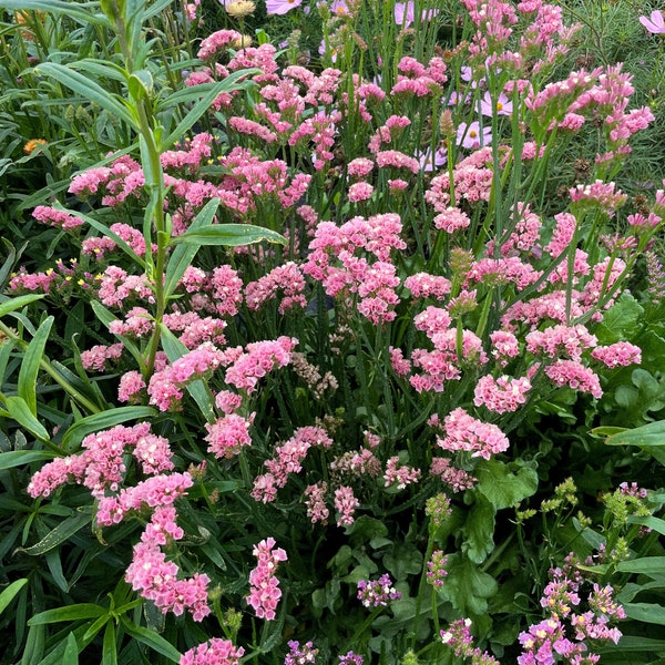 STATICE Apricot Everlasting Dried Flower 25 Seeds