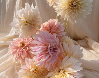 CAFE Au LAIT Dahlia Tuber | Organically Grown in USA