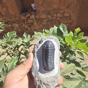 May include: A dark gray, segmented trilobite fossil embedded in a light gray, rough-textured stone matrix. The fossil features a rounded head section and a series of horizontal ridges running down its elongated, oval-shaped body structure.
