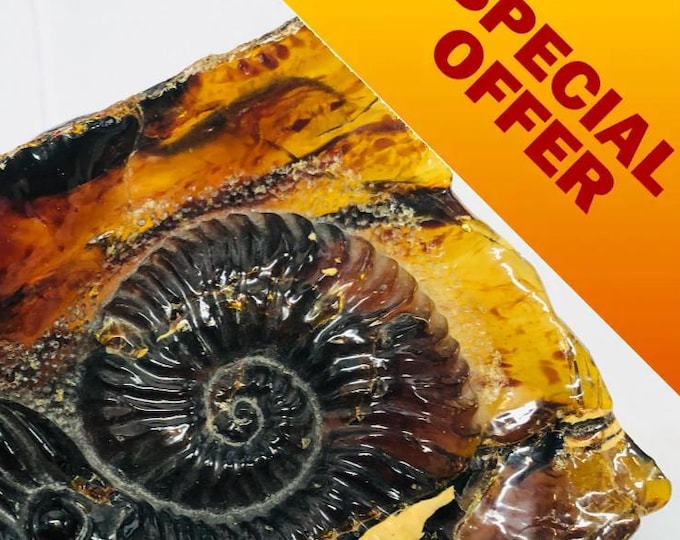 Featured listing image: SPECIAL OFFER  Amber Ammonite Relief Carving: Elegant Gemstone Display Piece