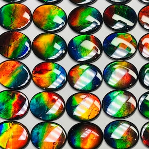 AAA Canadian Ammolite Gemstone Triplet: 12x10mm Oval Fossil